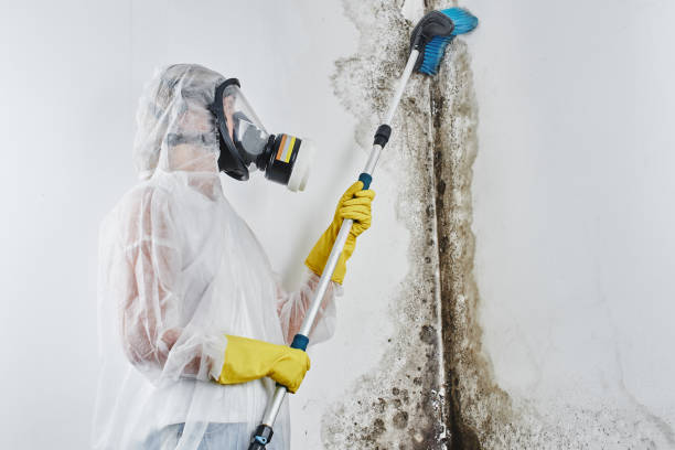 Best Toxic Mold Removal  in Lowell, NC