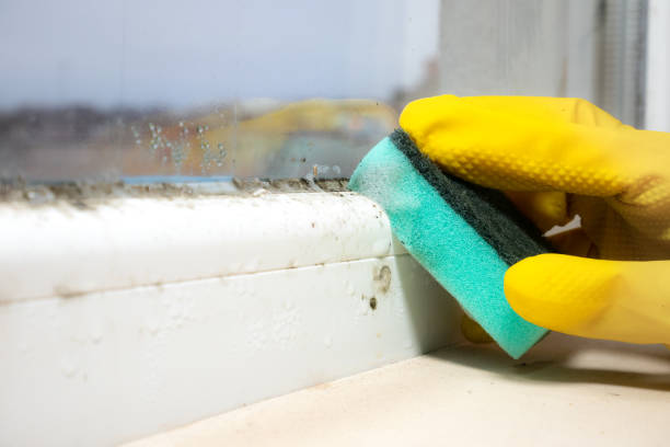 Best Local Mold Removal Service  in Lowell, NC