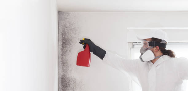 Certified Mold Removal in Lowell, NC