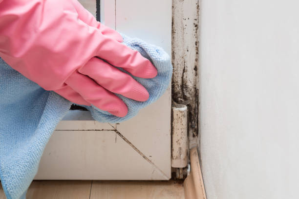 Best Affordable Mold Removal  in Lowell, NC